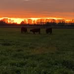 Cheryl and Rune Pedersen - @early_morning_farm - Instagram