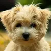 cherylpelletier77 - @cherylpelletier77 - TikTok