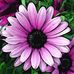 Cheryl Pernod Plunkett - Facebook