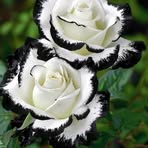 Cheryl Pugh - Facebook
