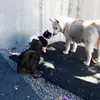 Cheryl Rasmussen - @cheryl.rasmussen - TikTok