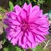 Cheryl Rau - Facebook