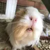Cheryl Reece - @arya.thespecial - TikTok