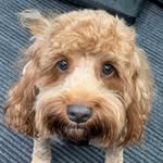 Cheryl Salter - @shazzah61 - Instagram
