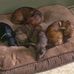 Cheryl Rescue Pets Salvati - Facebook
