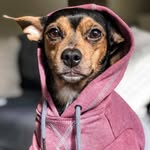Cheryl Salvati - @rompinpawsrescue - Instagram