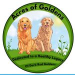 Cheryl Saunders - @acres_of_goldens - Instagram