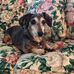 Cheryl Scherer - Facebook