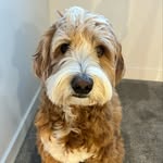 Cheryl Scholly - @cherylscholly - Instagram