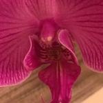 Cheryl Grimm Schubert - @magnifiedartist - Instagram