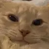 Cheryl.Shea - @ebergwplokk - TikTok