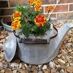Cheryl L. Siegfried Sattler - @cherylsattler - Instagram