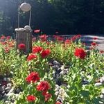 Cheryl Singleton - @woodman.and.annie - Instagram