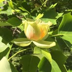 Cheryl Snider - Facebook