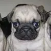 cherylsouza8 - @cherylsouza8 - TikTok