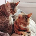Cheryl Springer - @china_dottie_nero_and_mango - Instagram