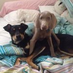 Cheryl Stein - @cherylstein23 - Instagram