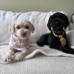 Cheryl Ocenar Talbot - @ch3rbear - Instagram
