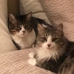 Cheryl Tatham-Ball - @snowflake49_gtd - Instagram