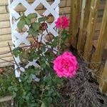 Cheryl Teel - @teelcheryl - Instagram