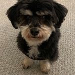 Cheryl Temple - @cmtrufus - Instagram