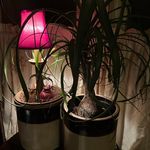 Cheryl Thatcher - @trevsgramma - Instagram