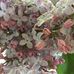 Cheryl Thurber - Facebook