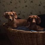 Cheryl Tibbits - @tibbits.cheryl - Instagram