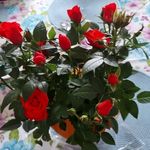 cheryl.traverso.7 - @cheryl.traverso.7 - Instagram