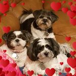 Cheryl Trojanowski - @mookiemonstergoo - Instagram