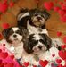 Cheryl Trojanowski - Facebook