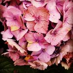 Cheryl - @cherylvictor29 - Instagram