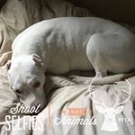 Cheryl Collette-Victor - @1901_homestead - Instagram