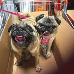 🌈violet&cheryl - @violetandcheryl_thepugs - Instagram