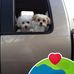 Cheryl Vogt - Facebook