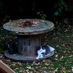 Cheryl Westcott - @cheryl.westcott1 - Instagram