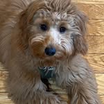 Cheryl Whitcomb - @wendry2 - Instagram