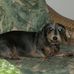 Cheryl Whiteman - Facebook