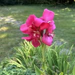 Cheryl Whyte Isaacs - @cherabari - Instagram