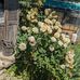 Cheryl Wicks - Facebook