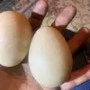 Lauren Elizabeth - @cheryl.wilder5 - TikTok