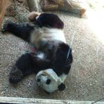 Cheryl Witteman - @wittemancheryl - Instagram