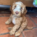 Chester armstrong🐶🐶🐶 - @chesterarmstrong - Instagram