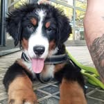 Chester 🐾 - @chester_boyero_de_berna - Instagram