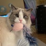 @chestercorbettcarsonchar - Instagram