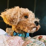 Chester Chapman - @chester_the_poochon - Instagram