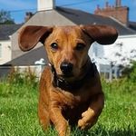 Chester Chops - @chester_chapman - Instagram