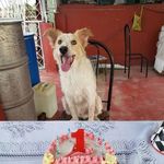 Chester Chávez - @chester_dog20 - Instagram