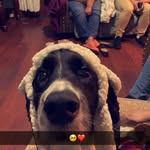 Chester Chavez🐶❤️ - @chester_chavezzz - Instagram