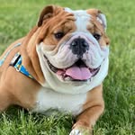 CHESTER CHAVEZ - @kingchester_thebulldog - Instagram
